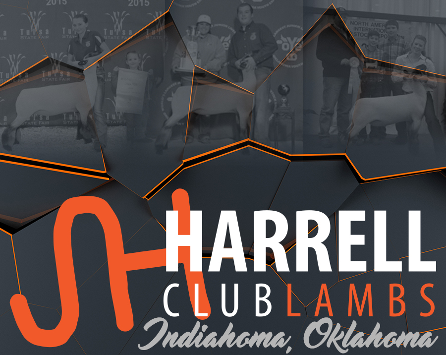 Harrell Club Lambs