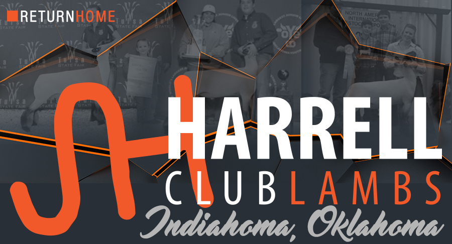 Harrell Club Lambs