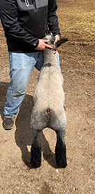 Dynamic Divas Lot 56